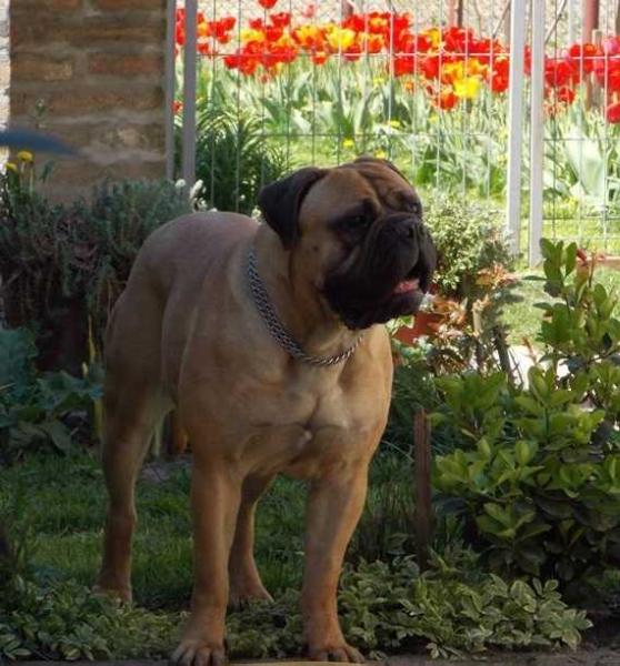 AMBRA | Bullmastiff 