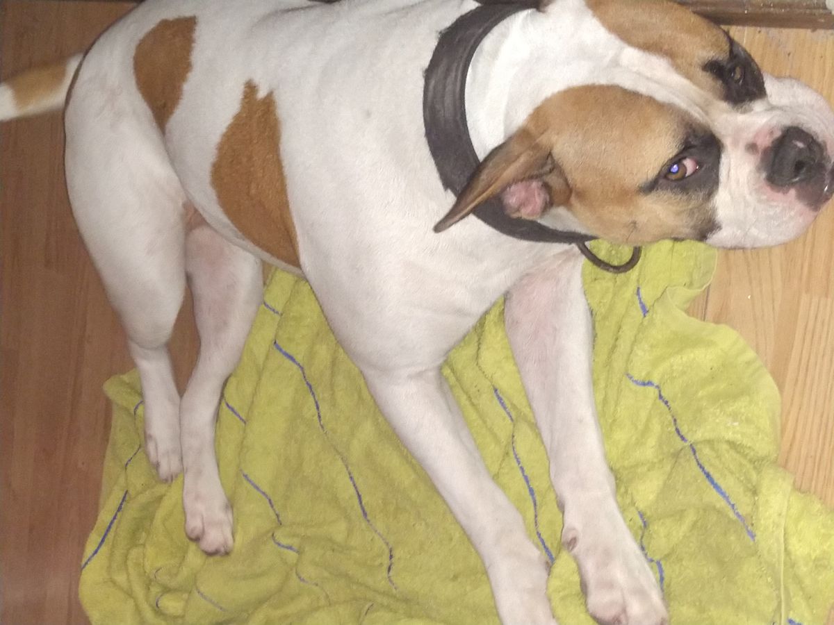Ann Marie's Zephyr of Taylor's | American Bulldog 