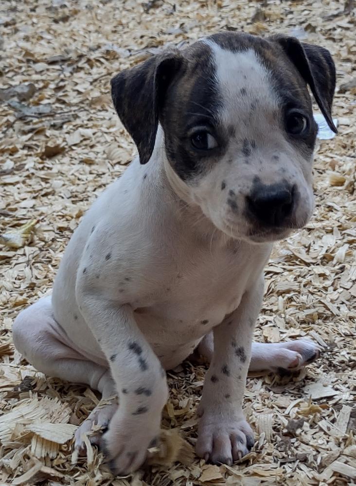 Brave Heart MOLLY HATCHET | American Bulldog 