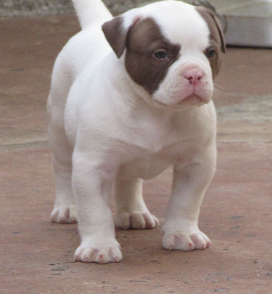 Konda Bulls Glock | American Bulldog 