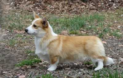 Dygae Hidden Treasure | Pembroke Welsh Corgi 