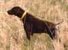 Essergreif's Shooting Starr | German Shorthaired Pointer 