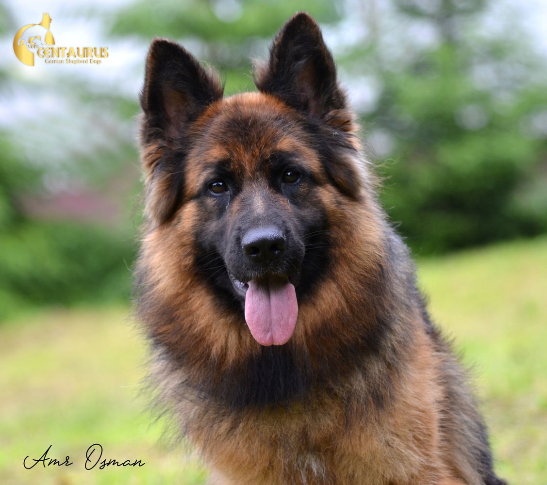 Inca Vom Ermeland | German Shepherd Dog 