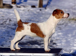 Let's Rock At This Moment | Jack Russell Terrier 