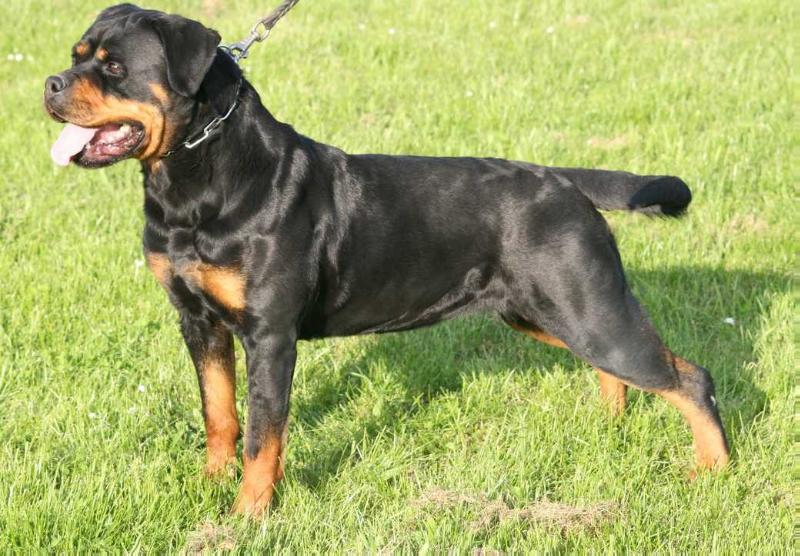 Wanja von der Crossener Ranch | Rottweiler 