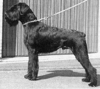 Woody vom Bartenwetzer | Giant Schnauzer 