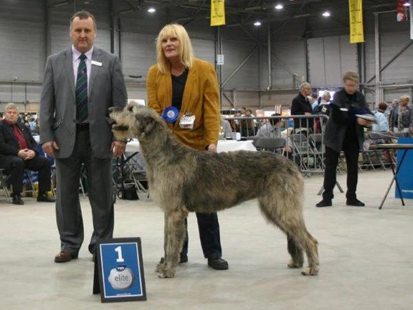 Pitlochry's Sunflower | Irish Wolfhound 