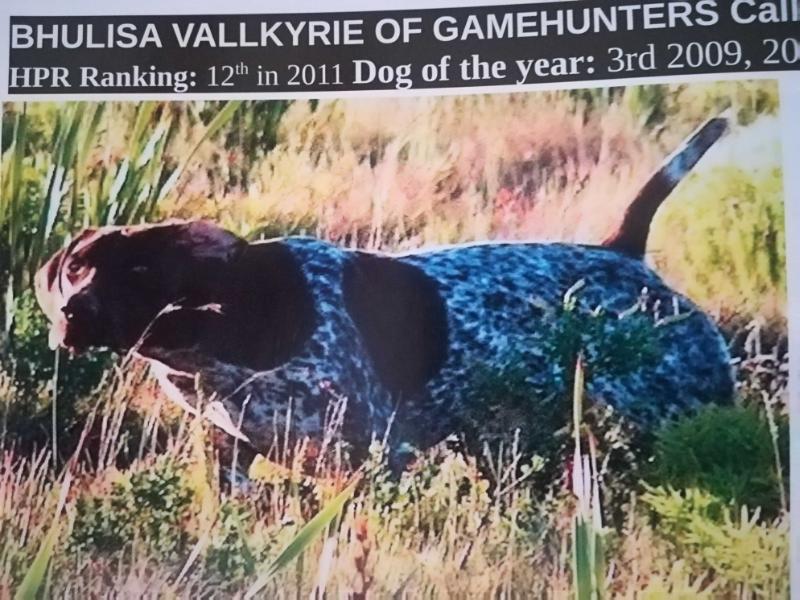 BHULISA VALLKYRIE OF GAMEHUNTERS | German Shorthaired Pointer 