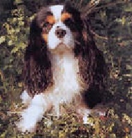 Benjy des Marliviers | Cavalier King Charles Spaniel 