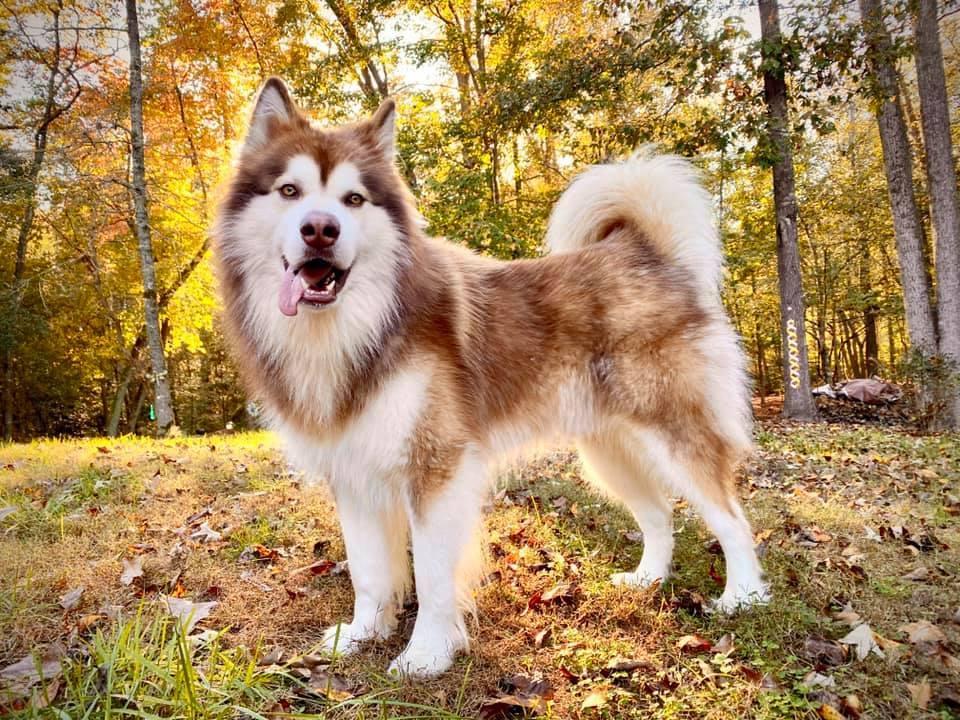 Atka Tikaani Ezell | Alaskan Malamute 