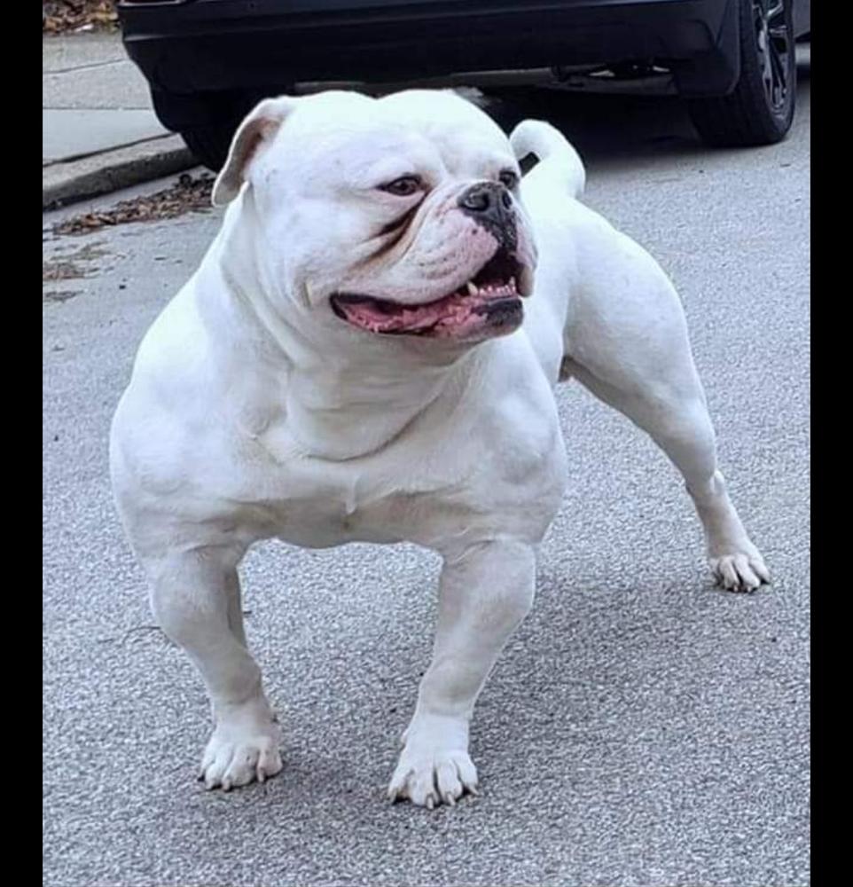 Steel Curtain's West Coast Snowman | Olde English Bulldogge 