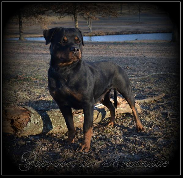 Gabi von der Brunhilde | Rottweiler 