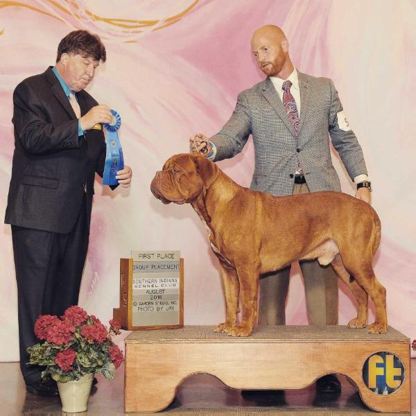 Excaliburs Calm Before the Storm | Dogue de Bordeaux 