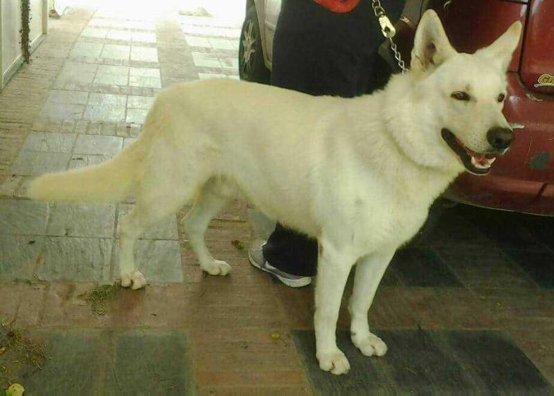 Gaucho de Kupal Kuyen | White Swiss Shepherd Dog 