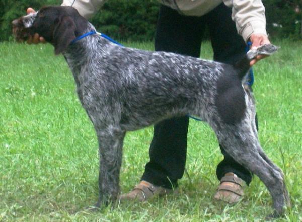 Pola von den Vier Eichen | German Wirehaired Pointer 