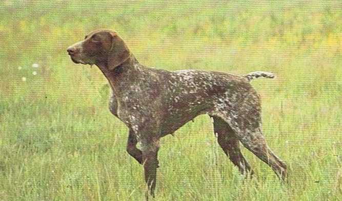 Sandra des Bois Sauvages | German Shorthaired Pointer 