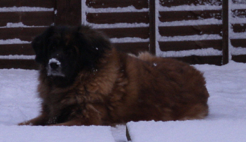 Rossnick Justesse | Leonberger 