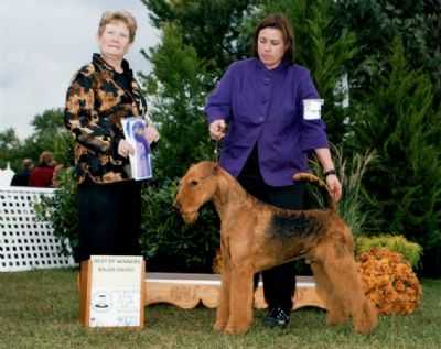 Terrydale HK Playing for Oldiron at Icepond | Airedale Terrier 