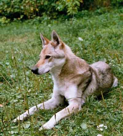 Eggy od Pavlišina CS | Czechoslovakian Wolfdog 