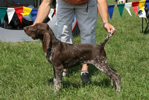 Aranyszabja-Földi Zeusz | German Shorthaired Pointer 