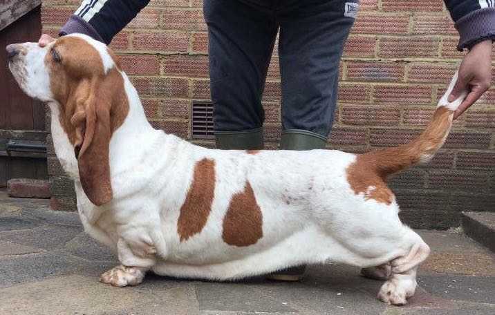 HARMONY VAN HOLLANDHEIM (IMP FRA) | Basset Hound 