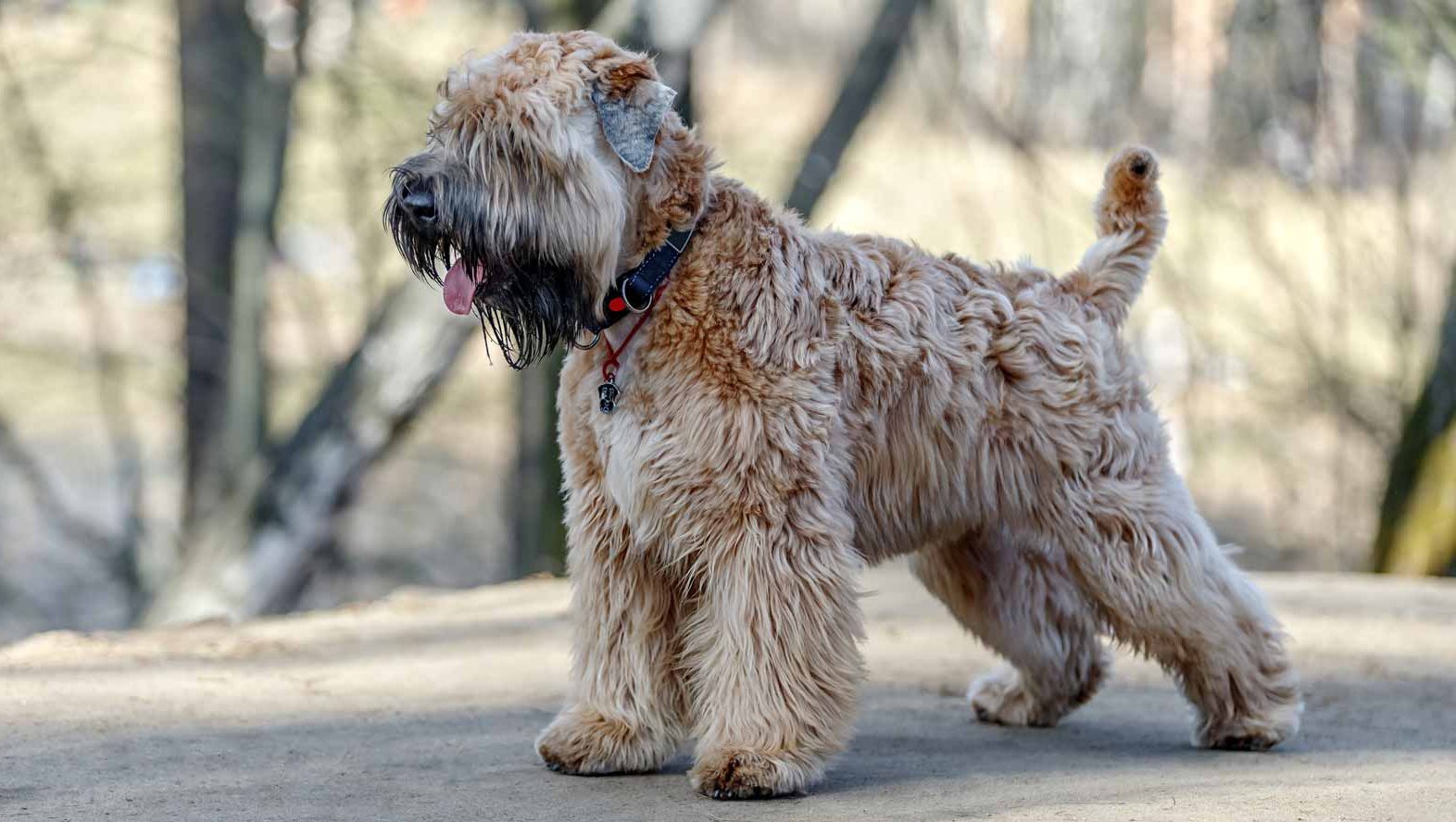 Soft Coated Wheaten Terrier