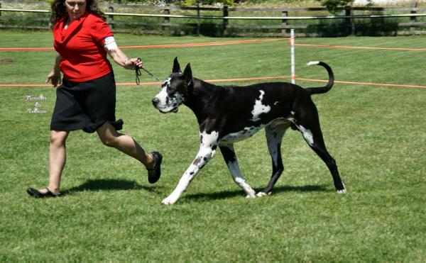 Dunn Right Capt. Augustus McCrae | Great Dane 