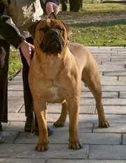 Bullgrins DANDY Molossi | Bullmastiff 