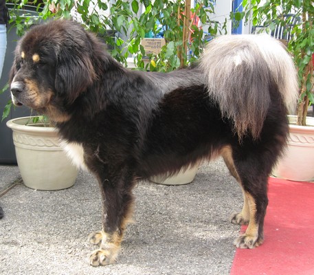 Bhasundara-Opium Du Domaine De Toundra | Tibetan Mastiff 