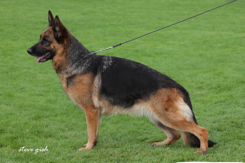 Lisa van Liedehof | German Shepherd Dog 