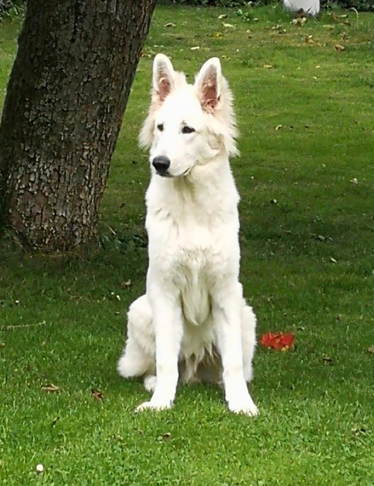 White Dream Dancer Hashtag | White Swiss Shepherd Dog 