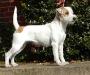 Rednock Cheeky Chazzy | Parson Russell Terrier 