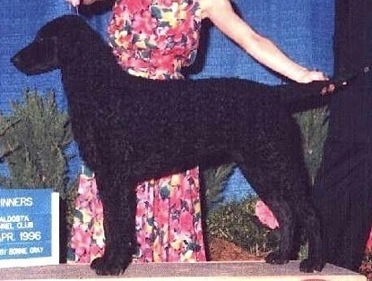 Mathel Felicitation | Curly Coated Retriever 