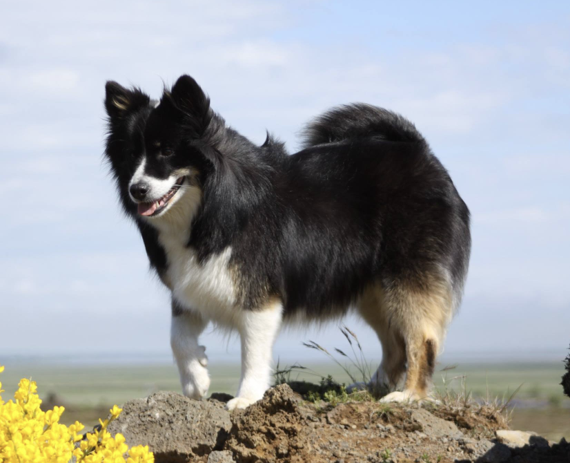 Snætinda Hrafntinna | Icelandic Sheepdog 
