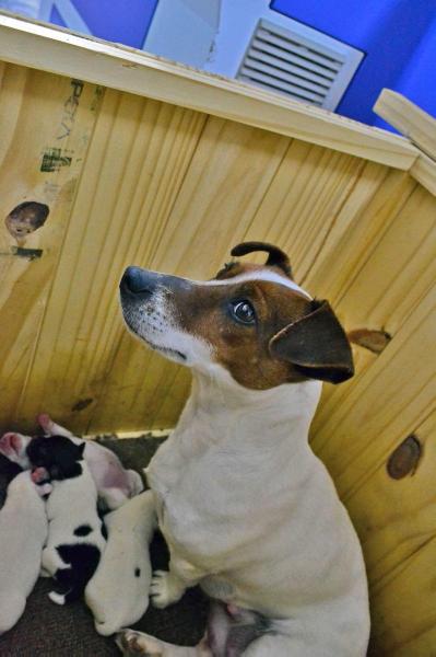 PICCOLETA AIRE ANDINO | Jack Russell Terrier 