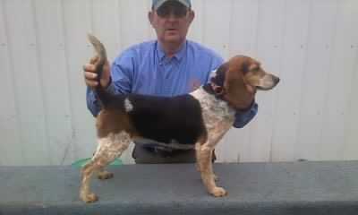 Glasser's Turbo Powered Ginger | Beagle 