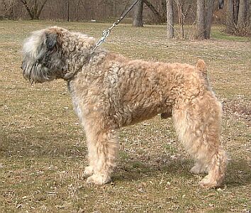 Godefroy de Montmirail | Bouvier des Flandres 