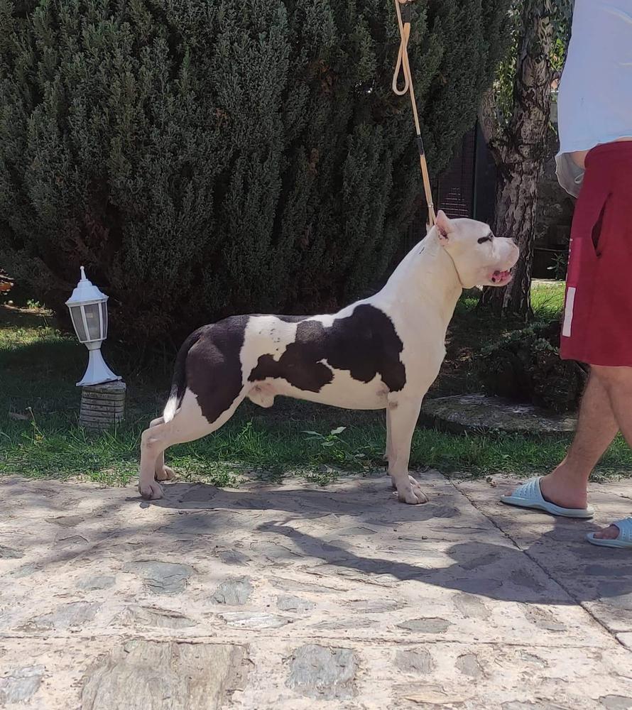 Eron Mutual Love | American Staffordshire Terrier 