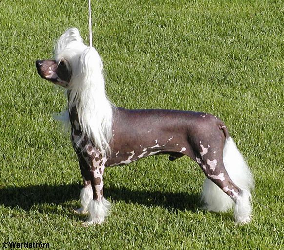 Twice as Nice Devils Delight | Chinese Crested 