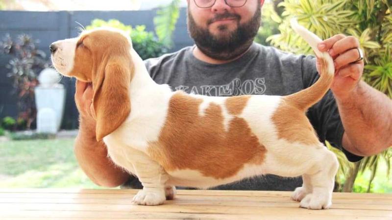 Bassefied Gisela | Basset Hound 