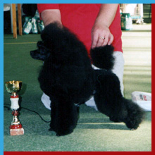 Dalin Oh My Good Times | Poodle 