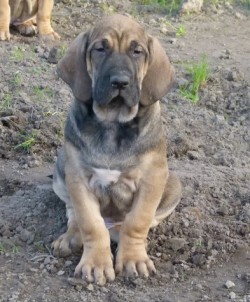 Fernando de Anjo da Guarda | Fila Brasileiro 