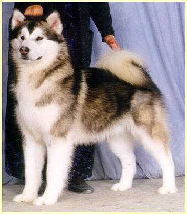 Sanekats Keikewabic Sierra | Alaskan Malamute 