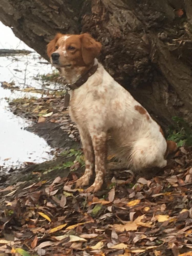 Suzit | Brittany 