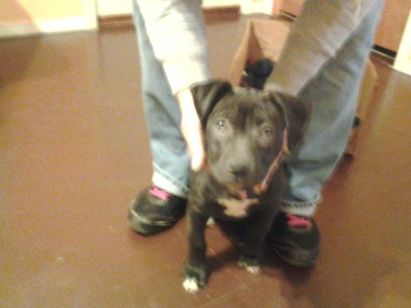C.Bush'S midnight | American Pit Bull Terrier 