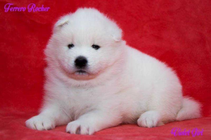 Ferrero Rosher Blanco | Samoyed 