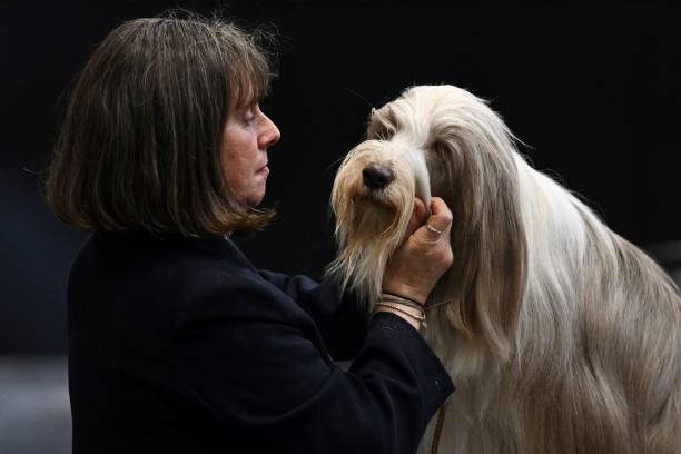 Bearded Collie