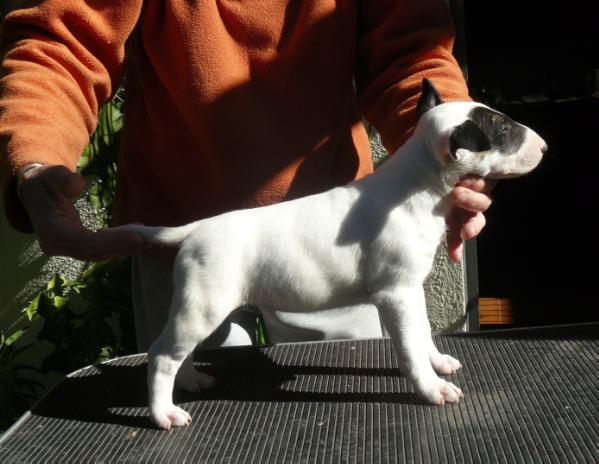 Maia de Ainulindale | Bull Terrier 