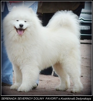 Serenada Severnoy Doliny Favorit | Samoyed 