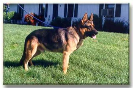 Chucho vom Schloß Guttenburg | German Shepherd Dog 